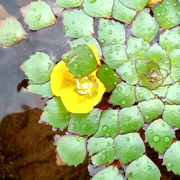 Ludwigia sedoides Цвят