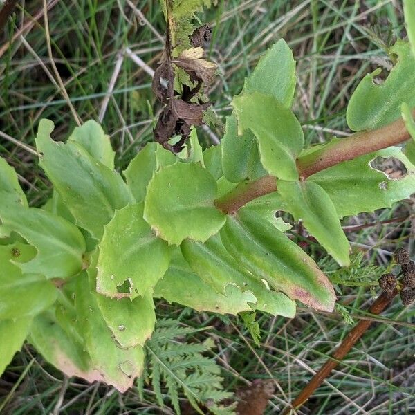 Hylotelephium telephium 叶