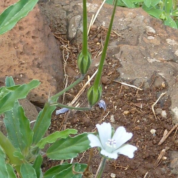 Monsonia angustifolia Hábito