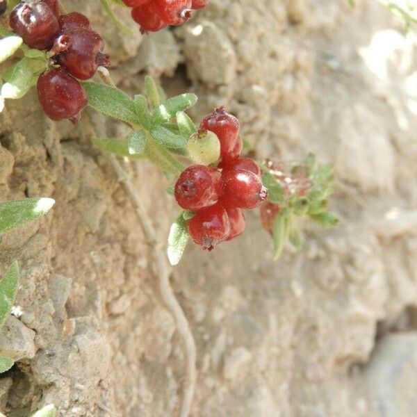 Plocama calabrica 果