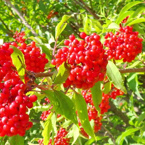 Sambucus racemosa Gyümölcs