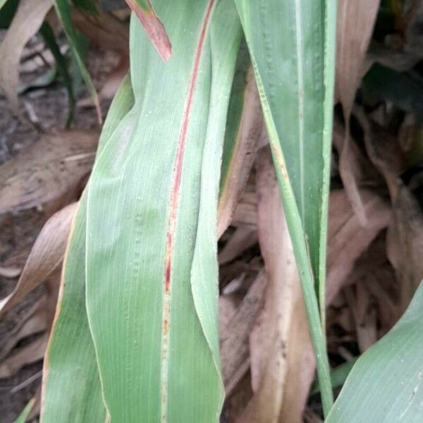 Sorghum bicolor Folio