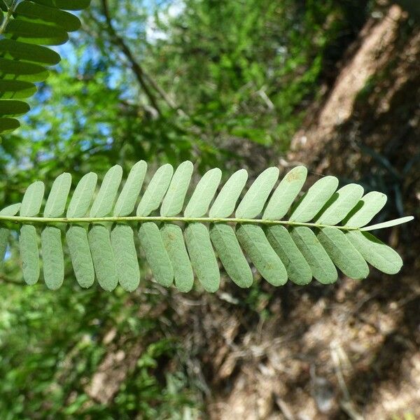 Tamarindus indica Levél