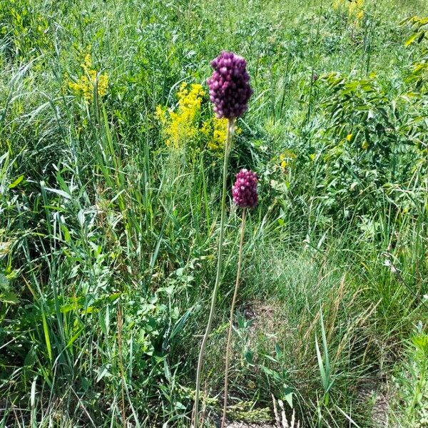 Allium rotundum Blüte