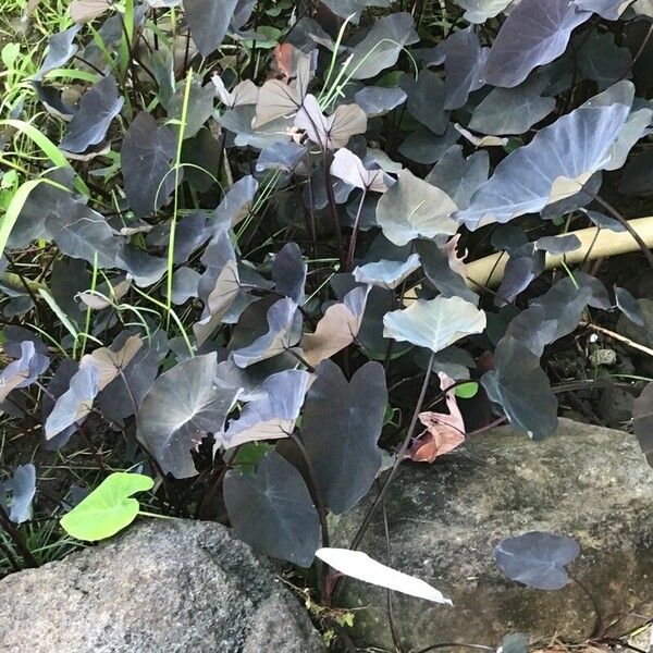 Colocasia esculenta Leaf