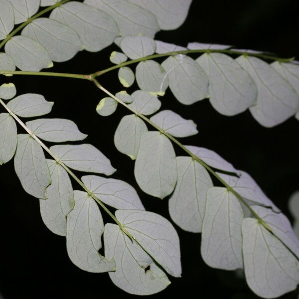 Zapoteca formosa Blad