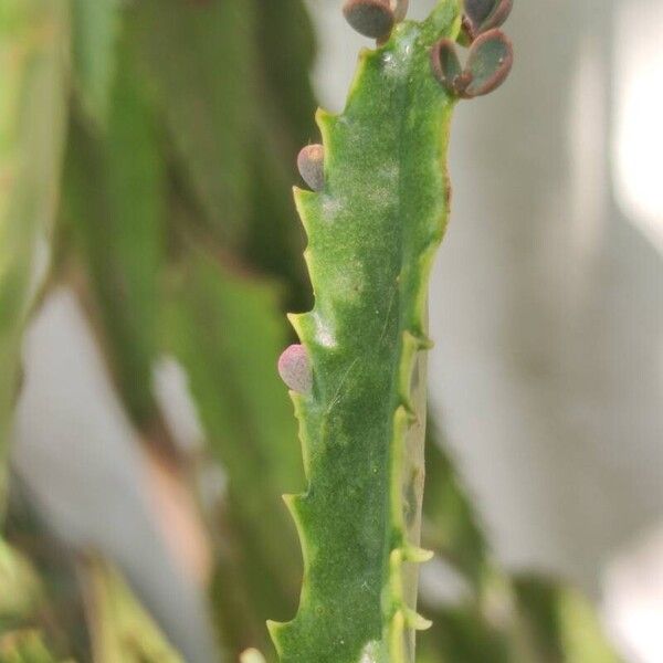 Kalanchoe daigremontiana Blatt