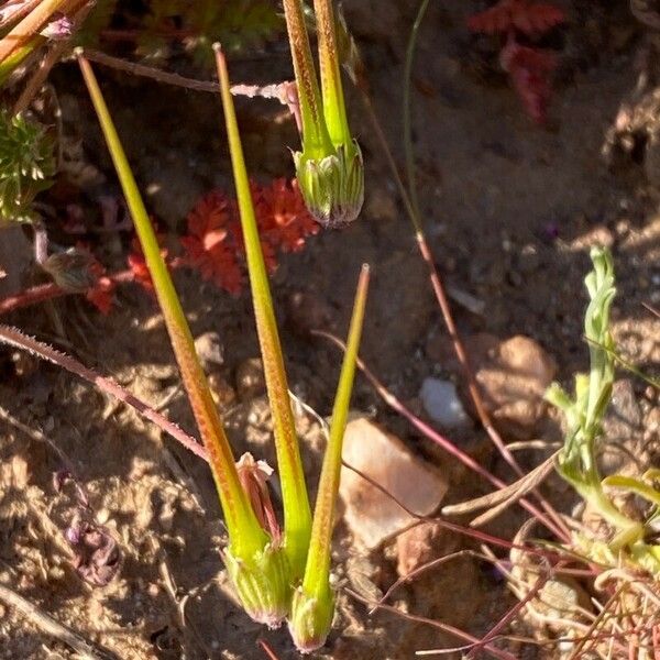 Erodium brachycarpum Plod