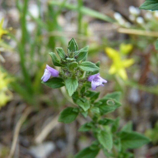 Clinopodium acinos ফুল