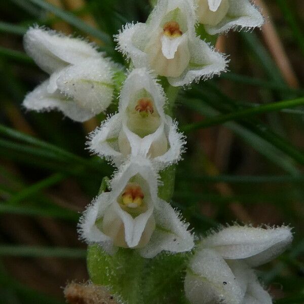 Goodyera repens Flower