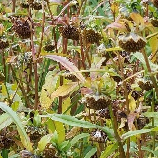 Bidens cernua Fruit