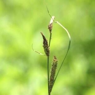 Carex aquatilis Fruto