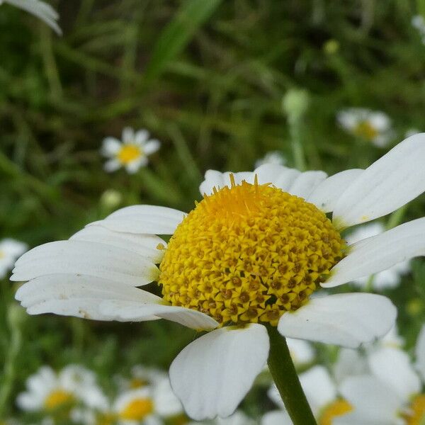 Anacyclus clavatus Flower