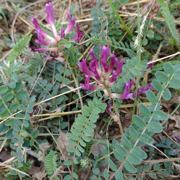 Astragalus monspessulanus Flor