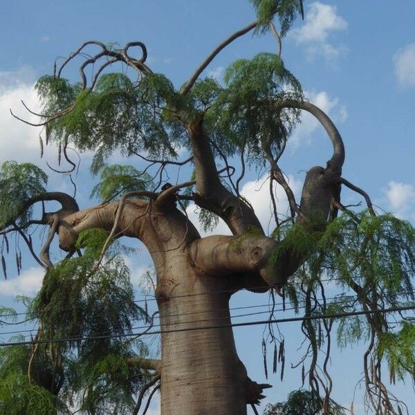 Moringa drouhardii Deilen