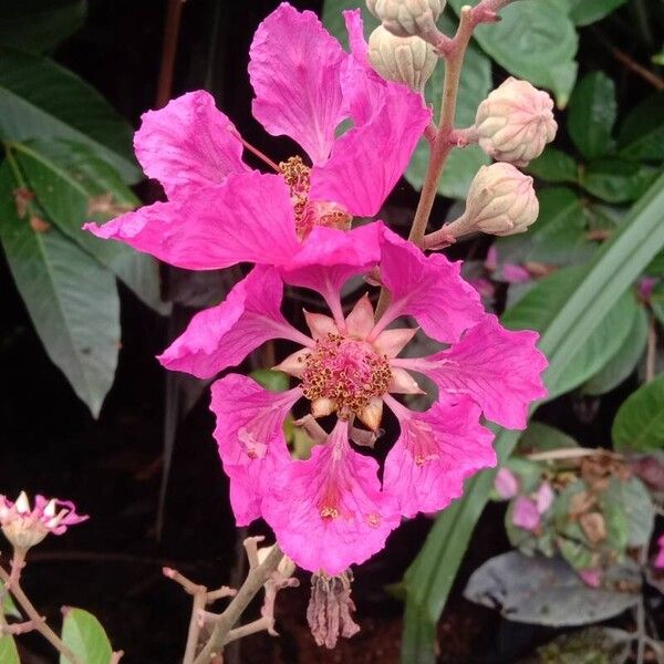 Lagerstroemia speciosa Fleur