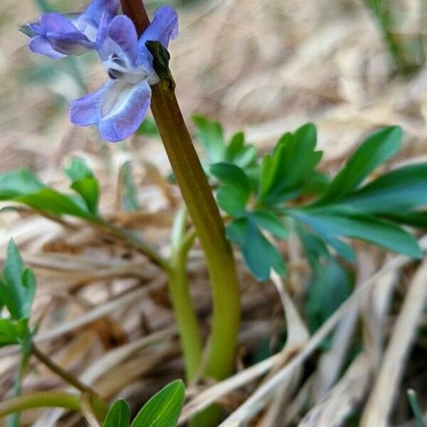 Corydalis cava Bark