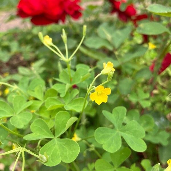 Oxalis stricta ᱵᱟᱦᱟ