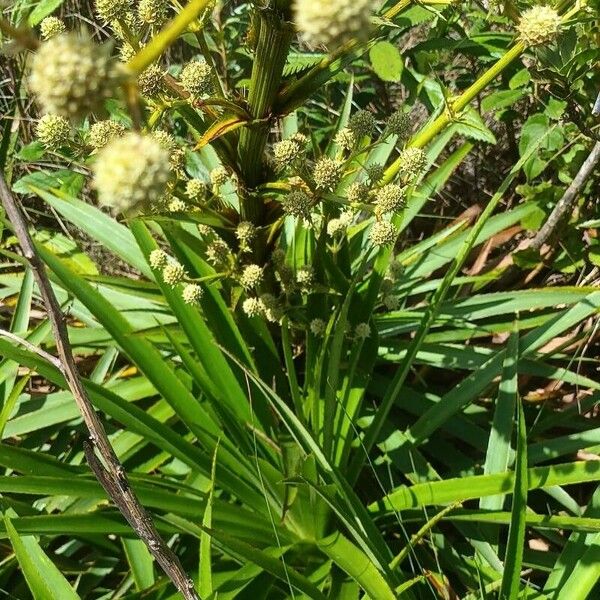 Sparganium erectum Blad