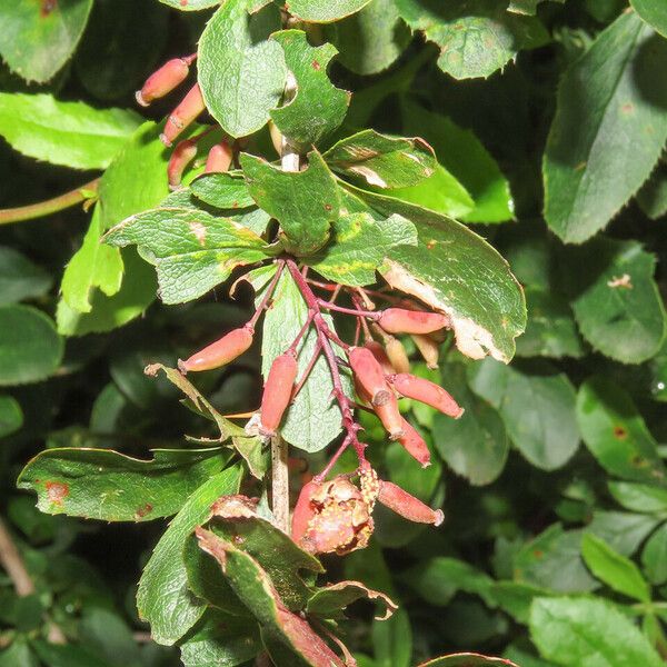 Berberis vulgaris Fruit