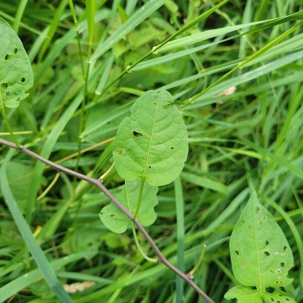 Solanum dulcamara 葉