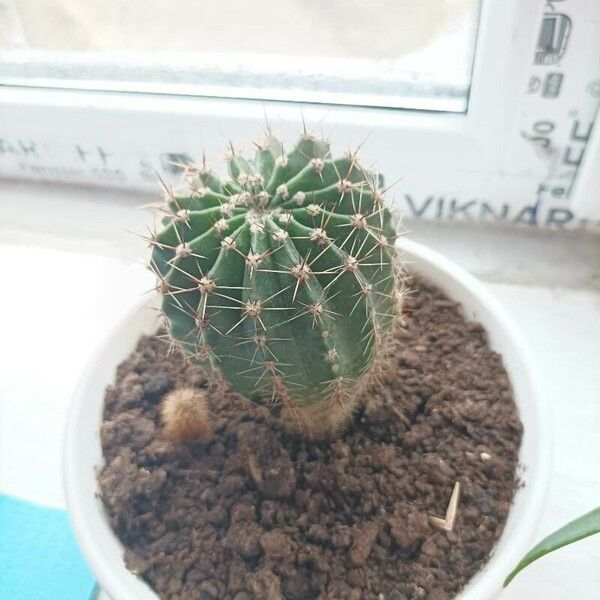 Echinopsis eyriesii Flower