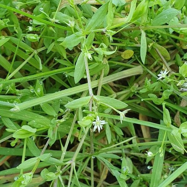 Stellaria alsine Flower