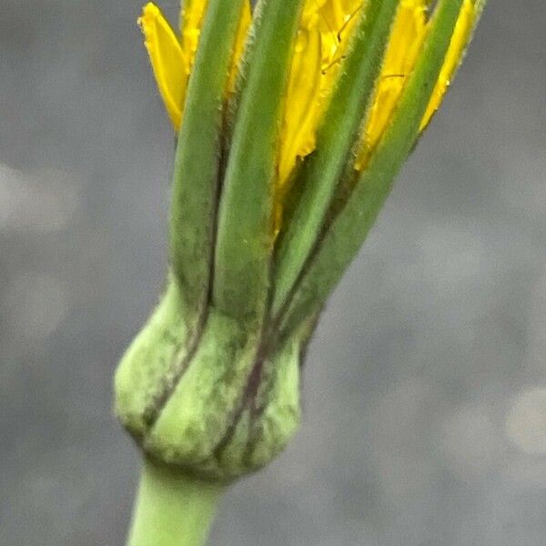 Tragopogon pratensis 花