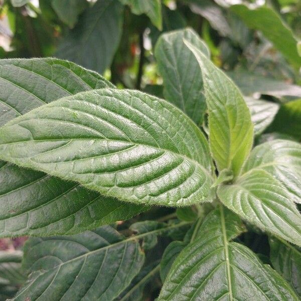 Pseuderanthemum velutinum Hoja