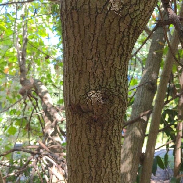 Ficus microcarpa Rinde