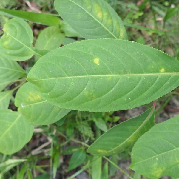 Sapium marmieri Leaf