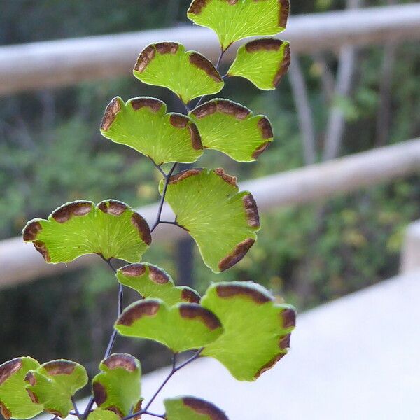 Adiantum capillus-veneris ᱪᱷᱟᱹᱞᱤ