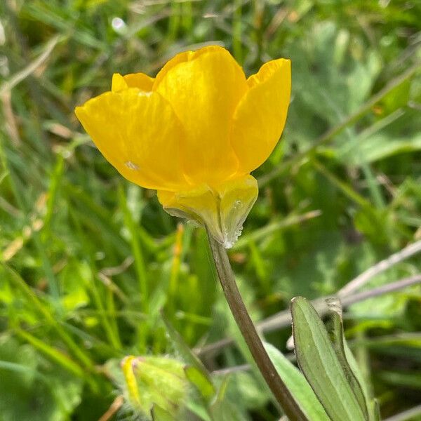 Ranunculus bulbosus Flower