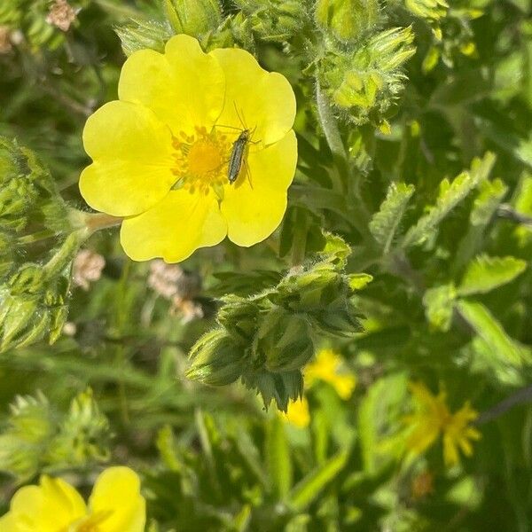 Potentilla recta Floro