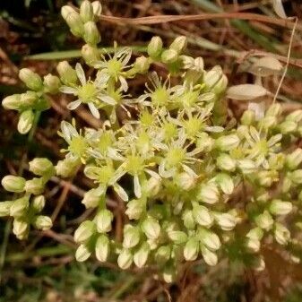 Sedum sediforme Flower