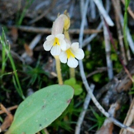 Orobanche uniflora फूल