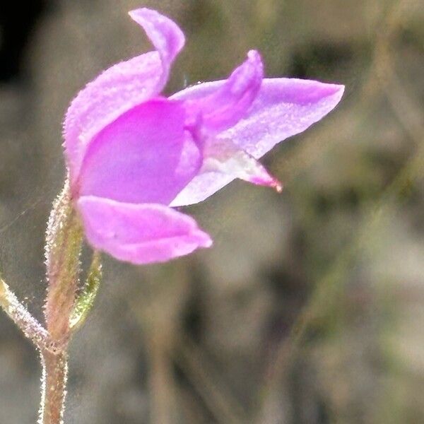 Cephalanthera rubra Kvet