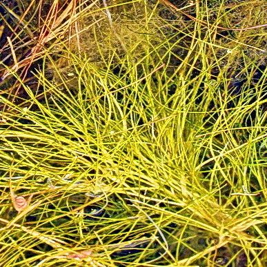 Phleum phleoides Leaf