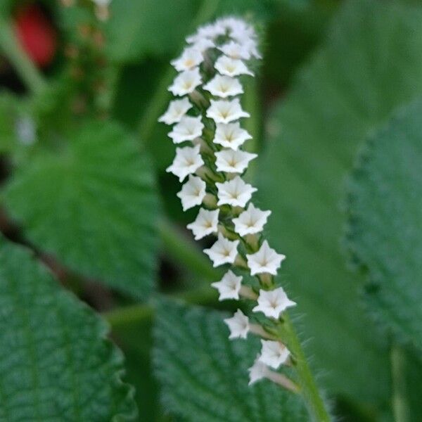 Heliotropium indicum Virág