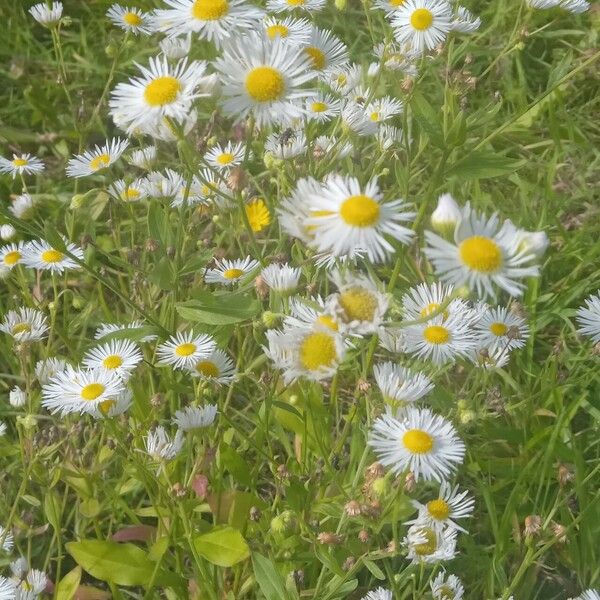 Erigeron annuus Elinympäristö