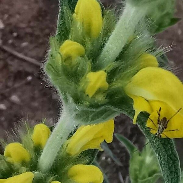 Phlomis lychnitis Květ