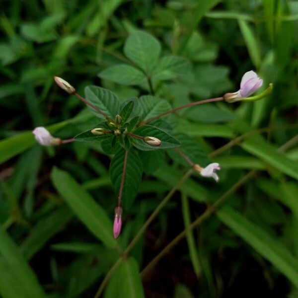 Cleome rutidosperma Blomst