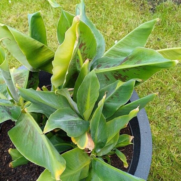 Musa acuminata Leaf