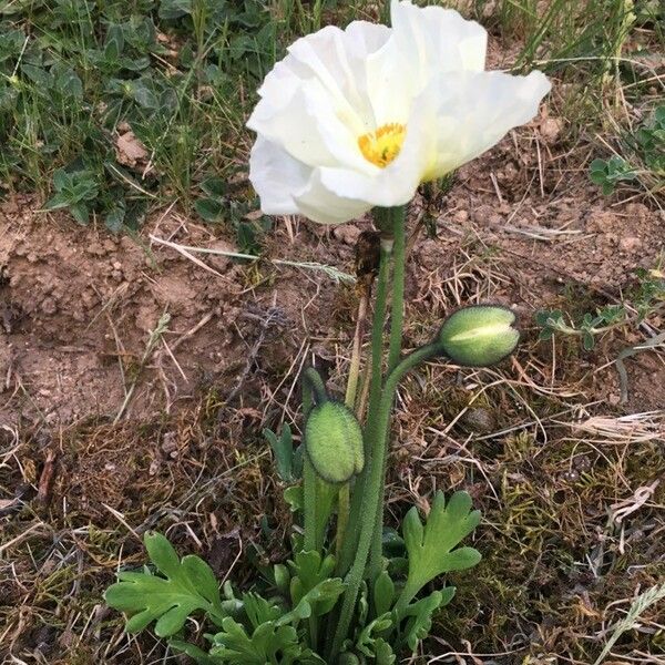 Papaver croceum Foglia