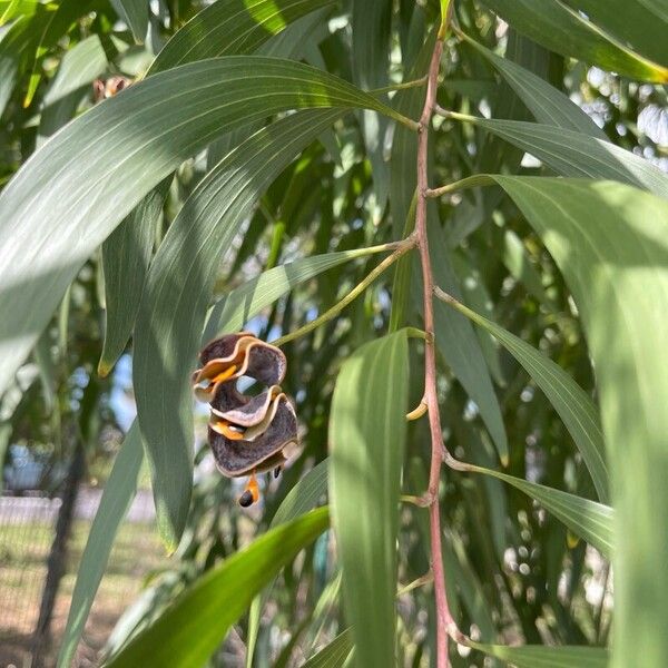 Acacia auriculiformis पत्ता