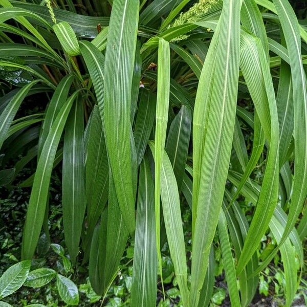 Setaria palmifolia Leaf