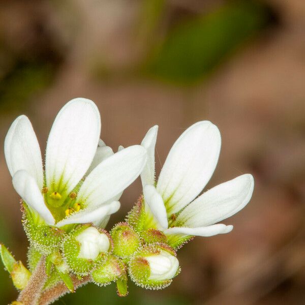 Saxifraga bulbifera Flower