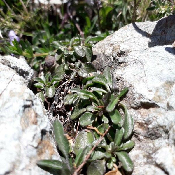 Viola corsica Blatt
