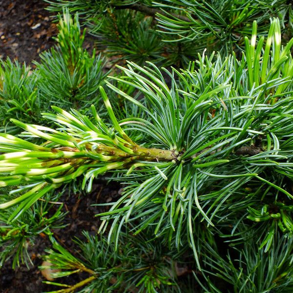 Pinus parviflora Leaf