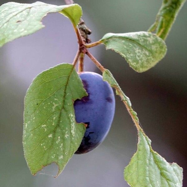 Prunus domestica Frunză